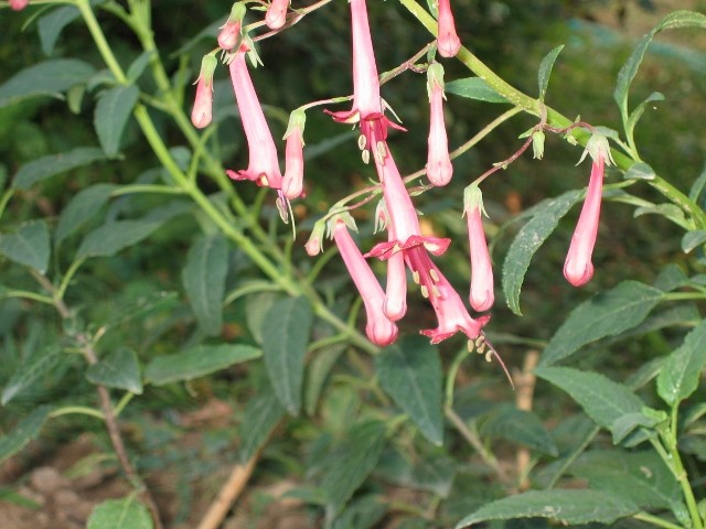 Phygelius